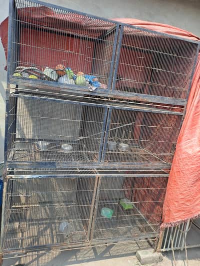Birds Cage