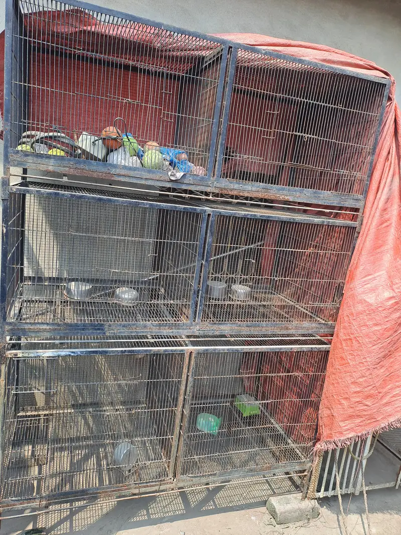 Birds Cage — photo 2