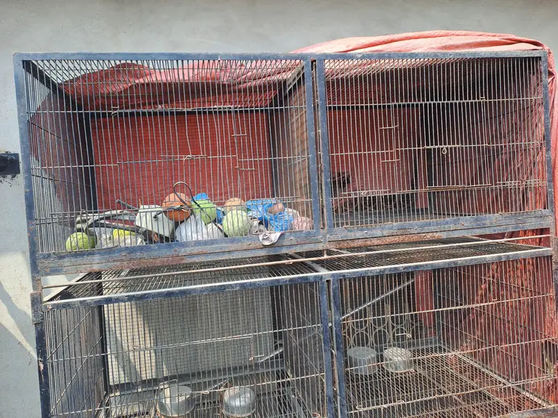 Birds Cage — photo 3