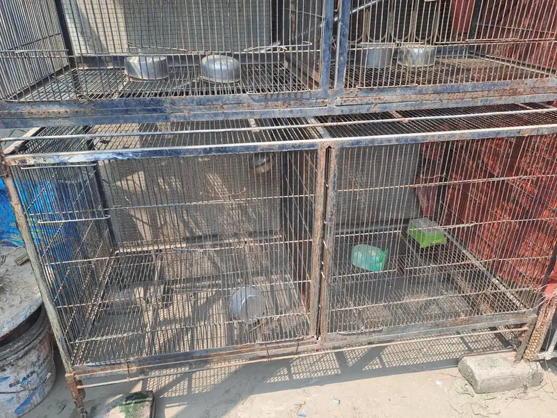 Birds Cage — photo 5