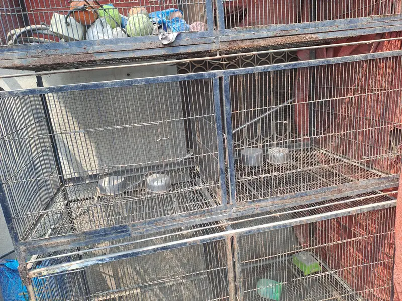 Birds Cage — photo 6