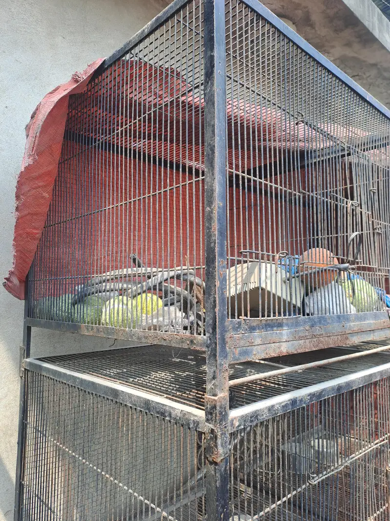 Birds Cage — photo 7