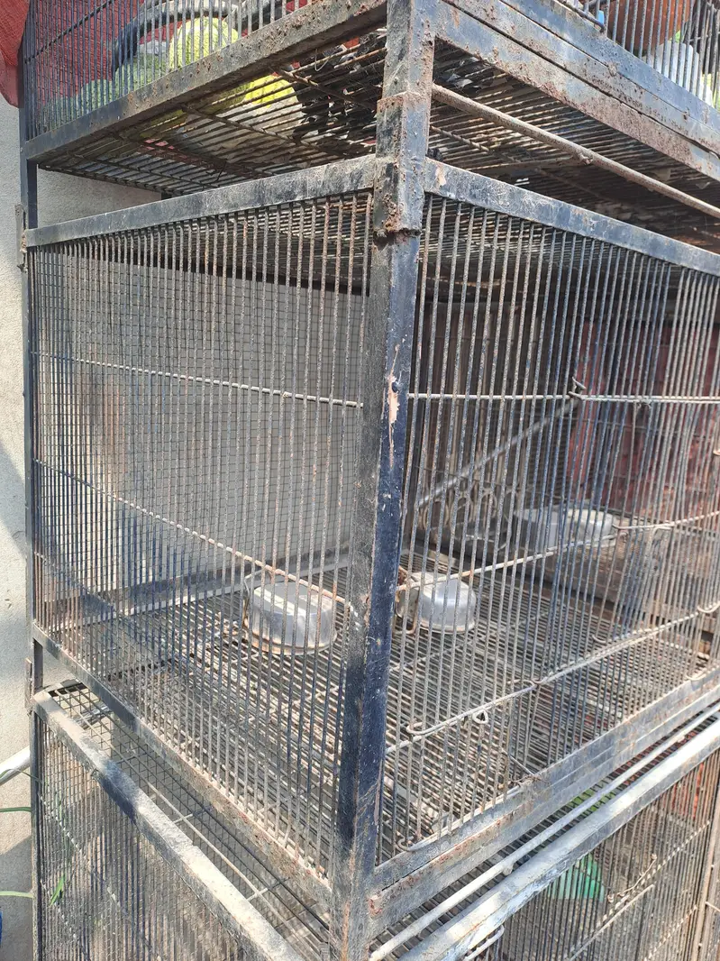 Birds Cage — photo 8