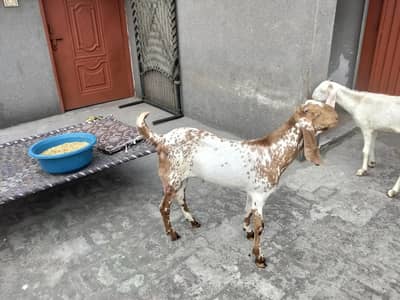 toutal 3 janwar ha 1 breeder Bakra 2 cross bakriya