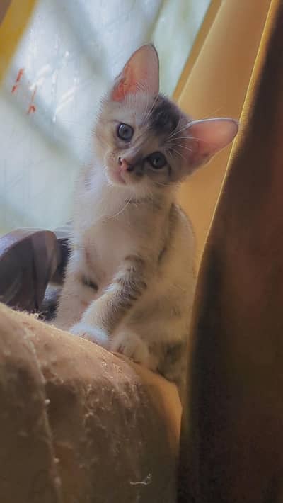 cute kittens desi for sell