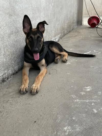 German shepherd