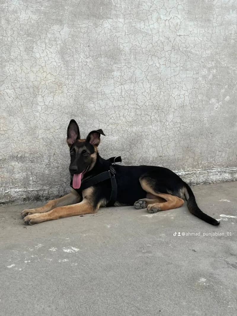 German shepherd 1