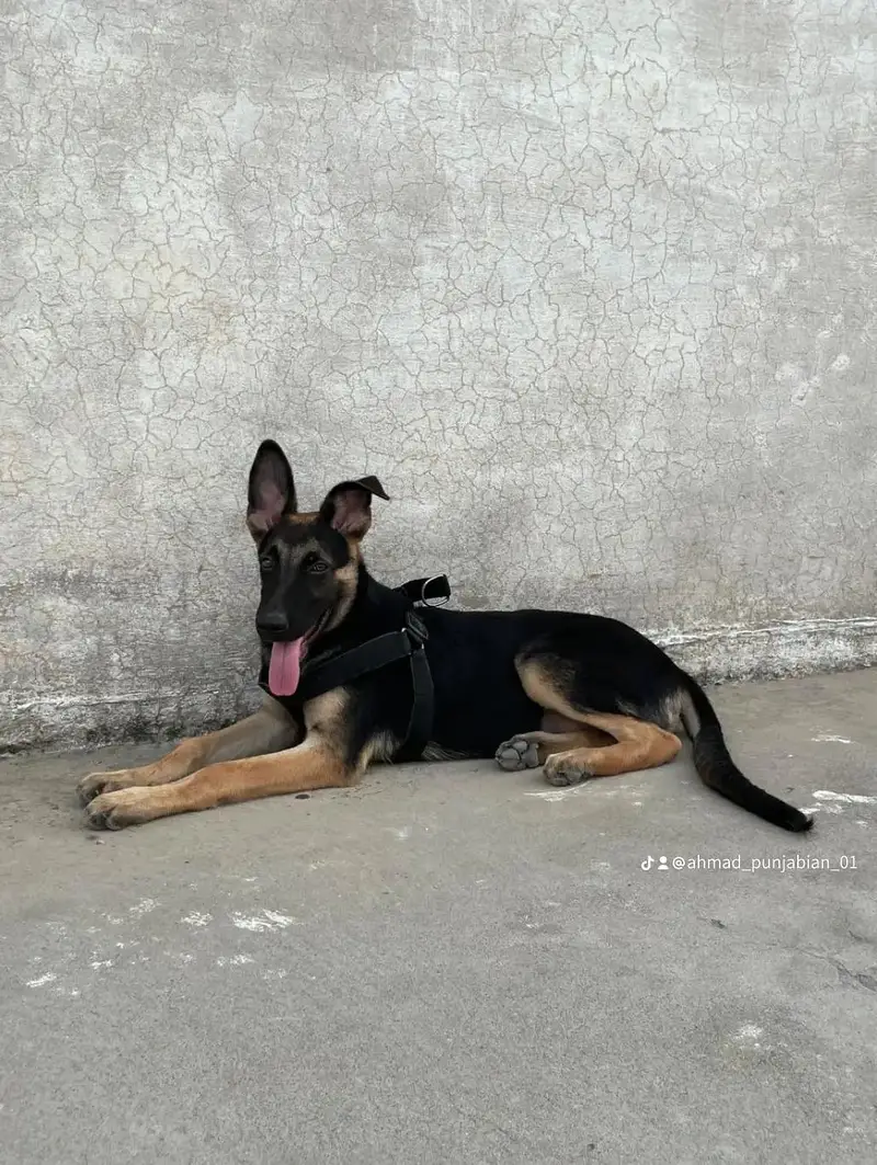 German shepherd — photo 2