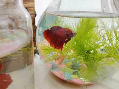 half moon Betta fish