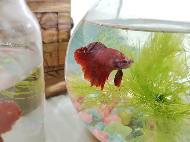 half moon Betta fish — photo 2