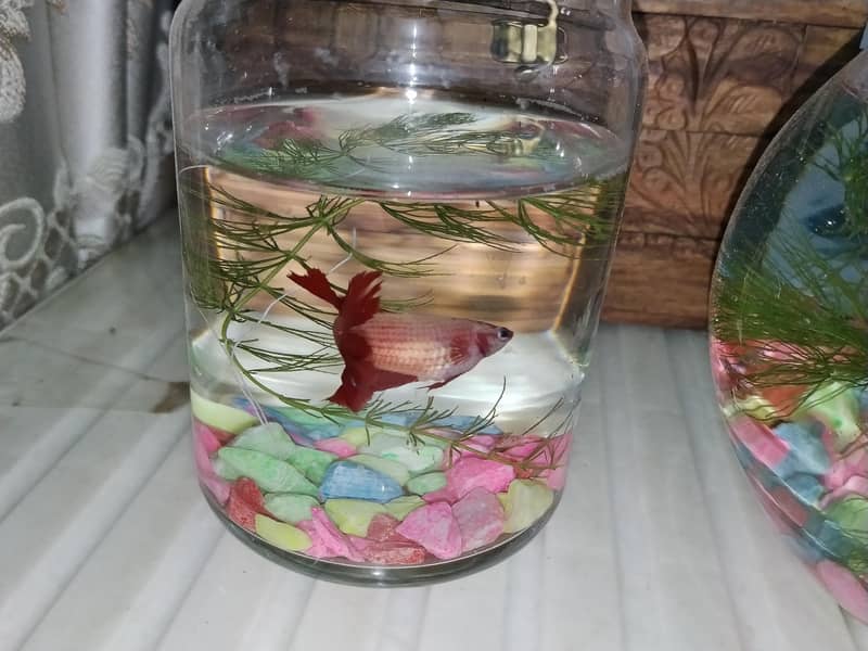 half moon Betta fish 2