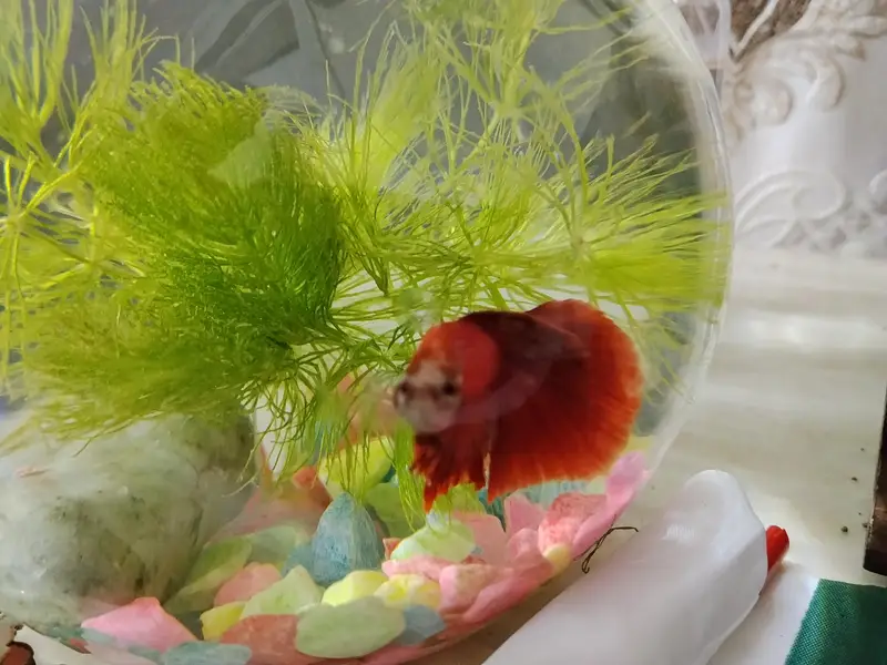 half moon Betta fish — photo 4