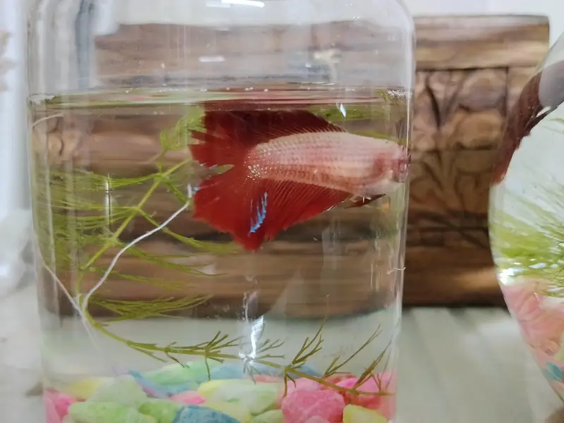 half moon Betta fish — photo 5