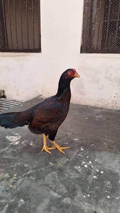 Amroha cross aseel hen