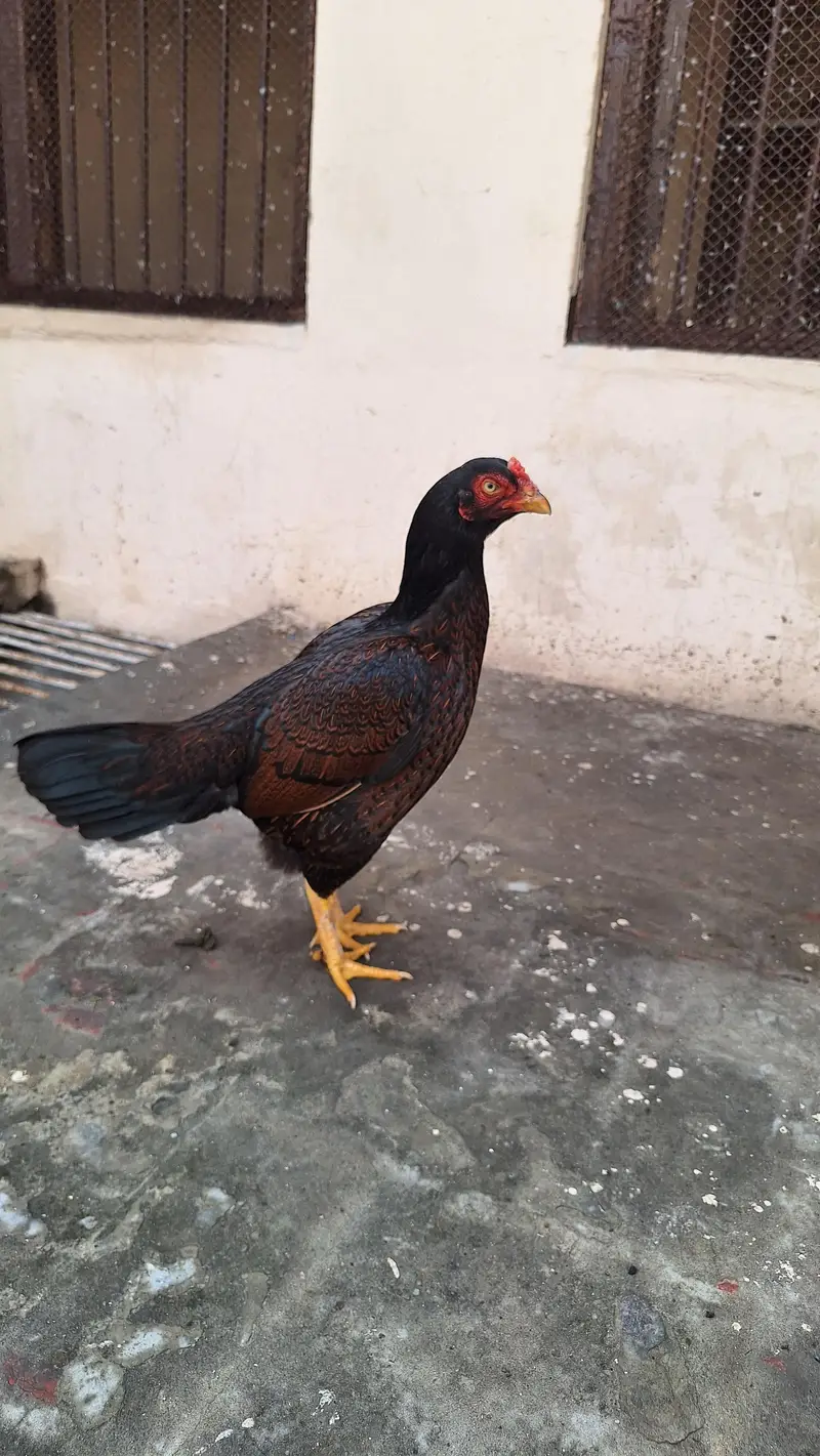 Amroha cross aseel hen — photo 2