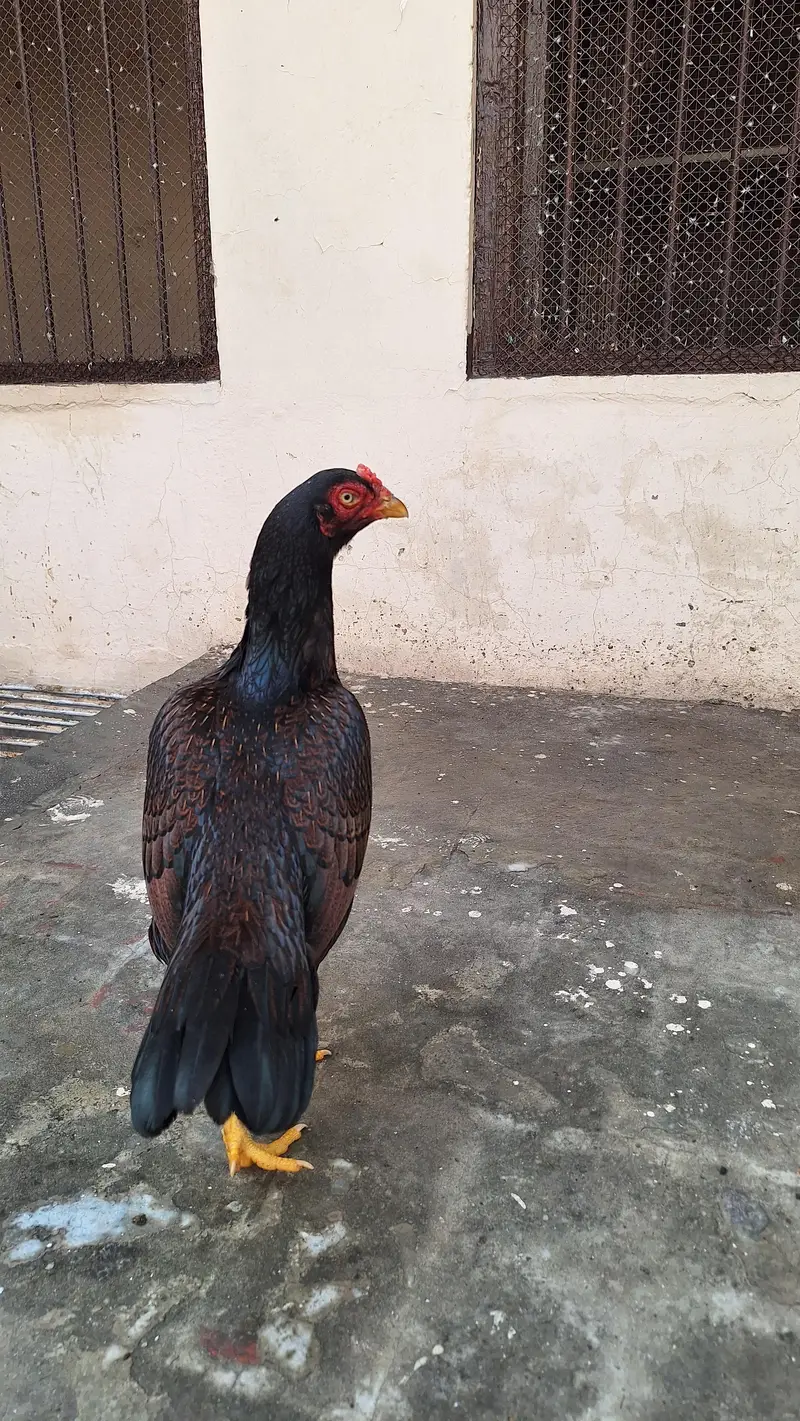 Amroha cross aseel hen — photo 3