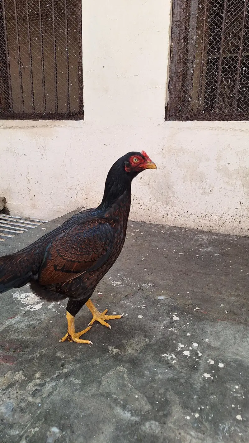 Amroha cross aseel hen — photo 4