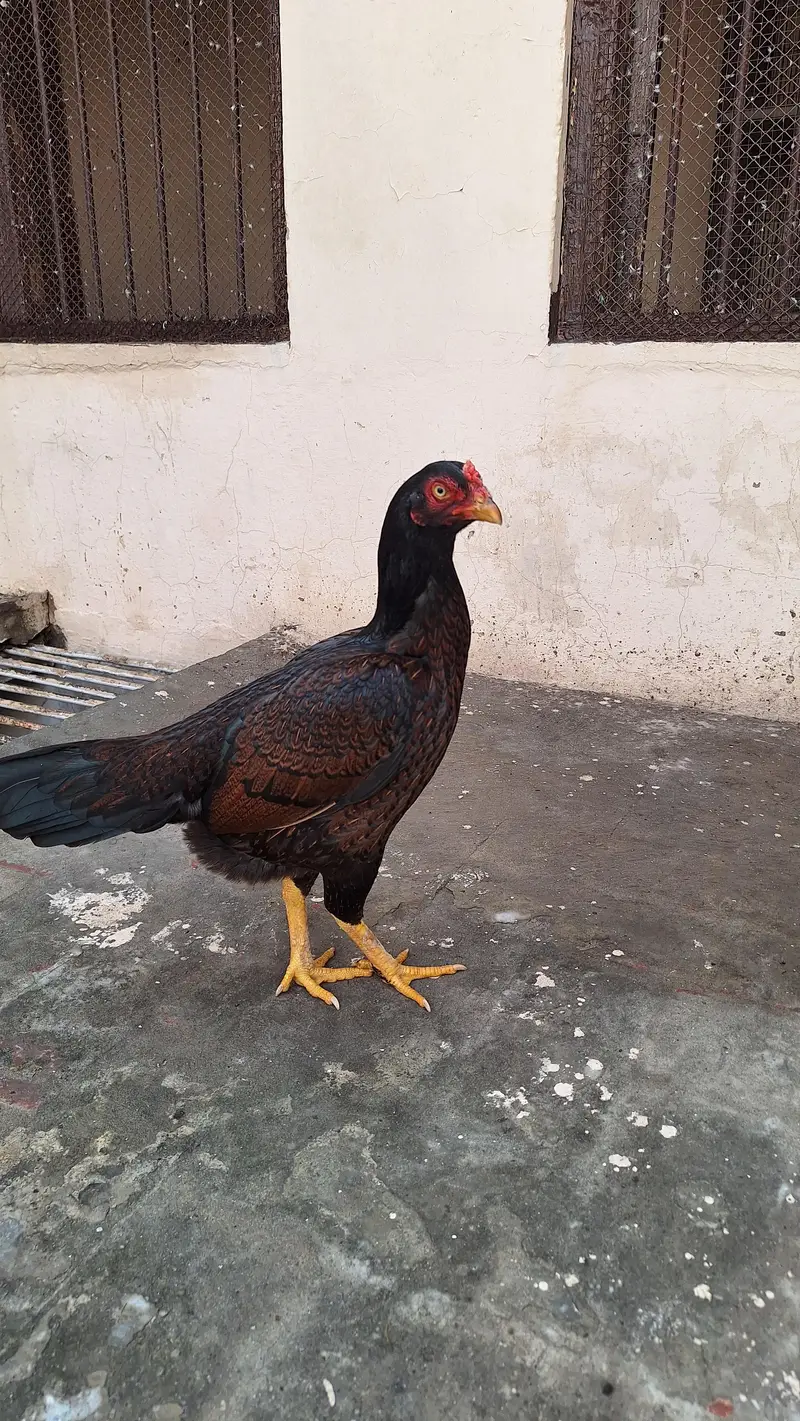 Amroha cross aseel hen — photo 5