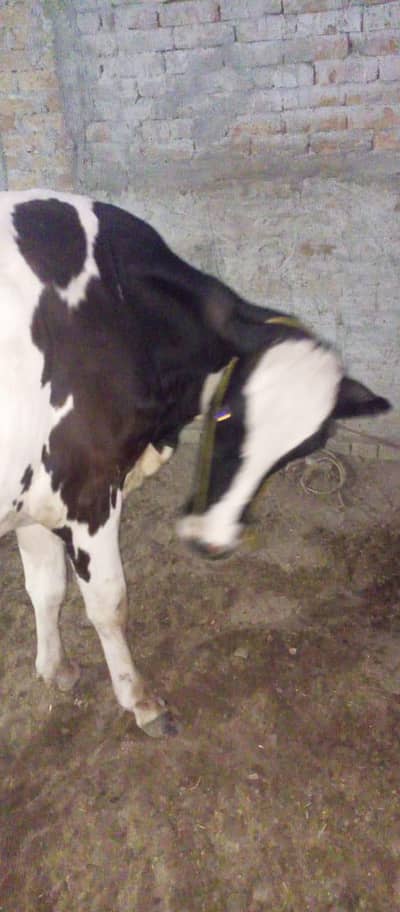 Frisian cow
