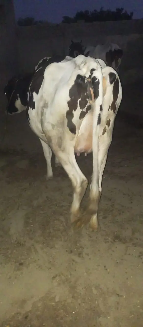 Frisian cow — photo 2