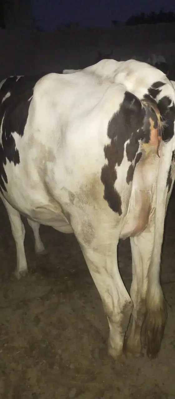 Frisian cow — photo 3