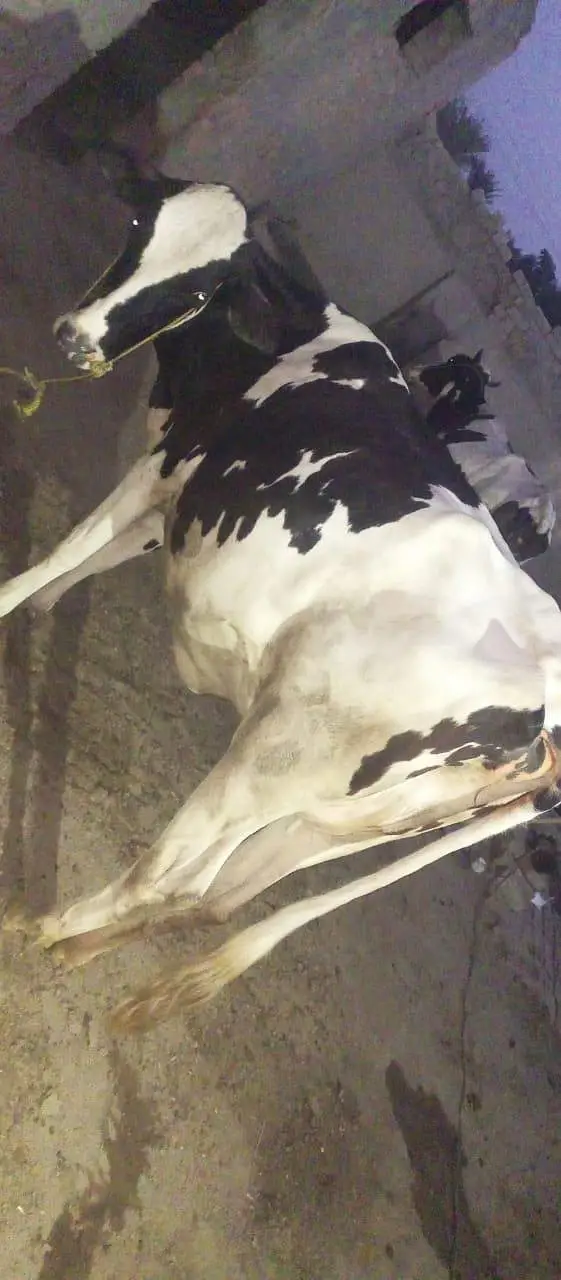 Frisian cow — photo 4