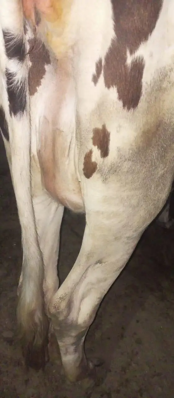 Frisian cow — photo 5