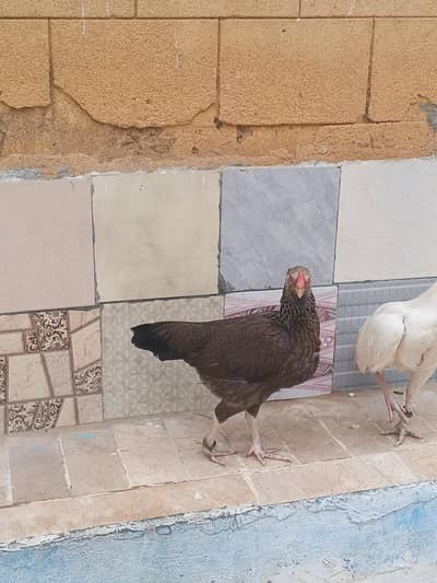 aseel murgi available for sell