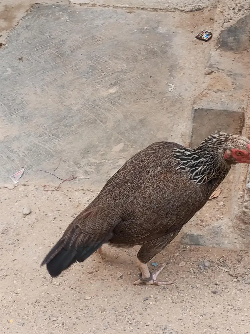 aseel murgi available for sell — photo 2