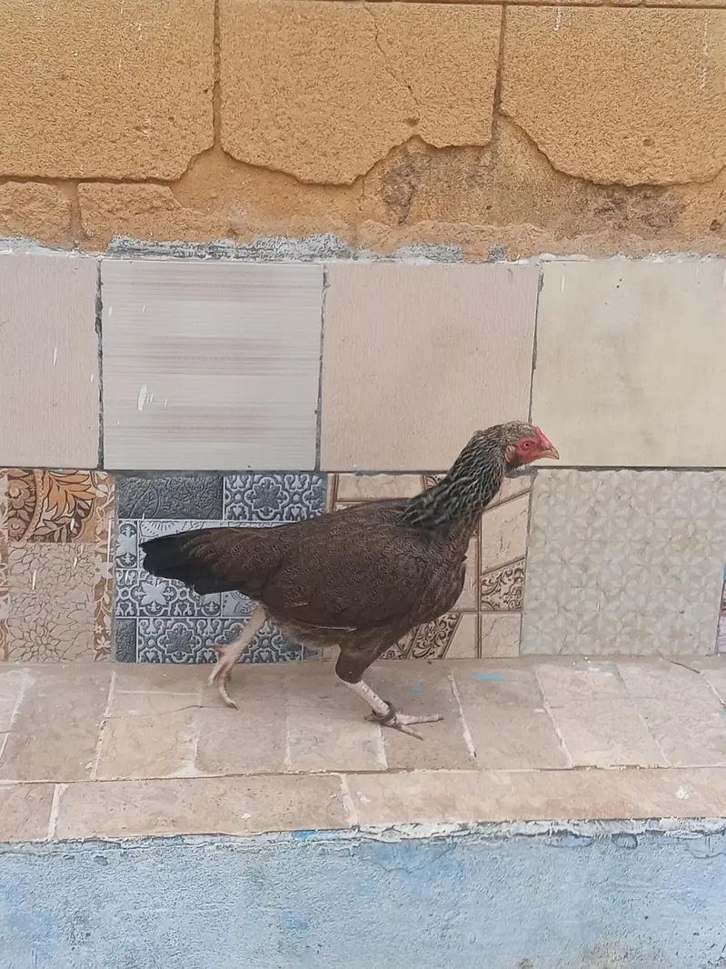 aseel murgi available for sell — photo 3