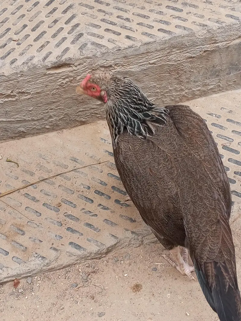 aseel murgi available for sell — photo 4