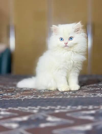 persion Kitten's available