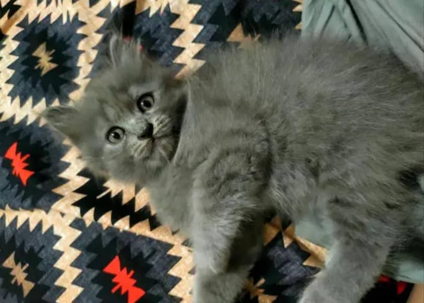 persion Kitten's available 1
