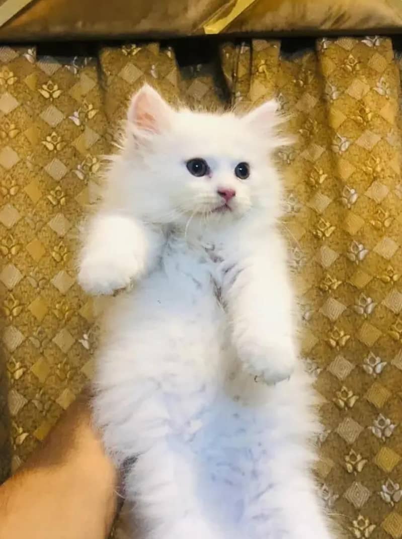 persion Kitten's available 2