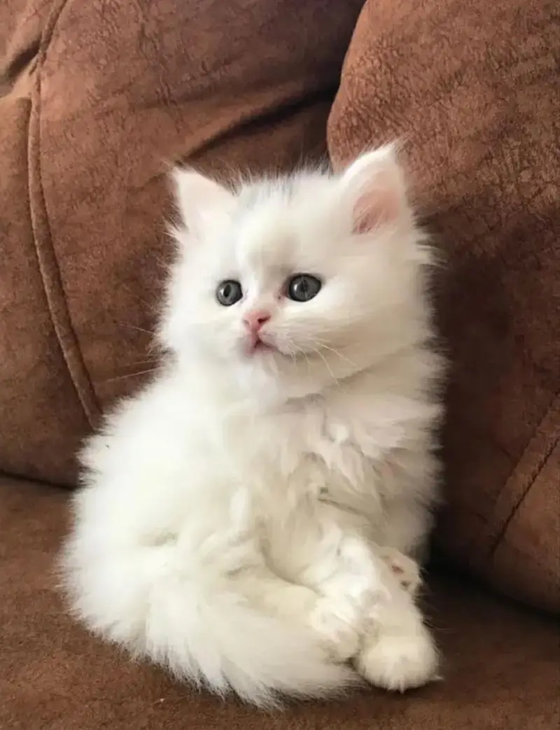 persion Kitten's available — photo 4