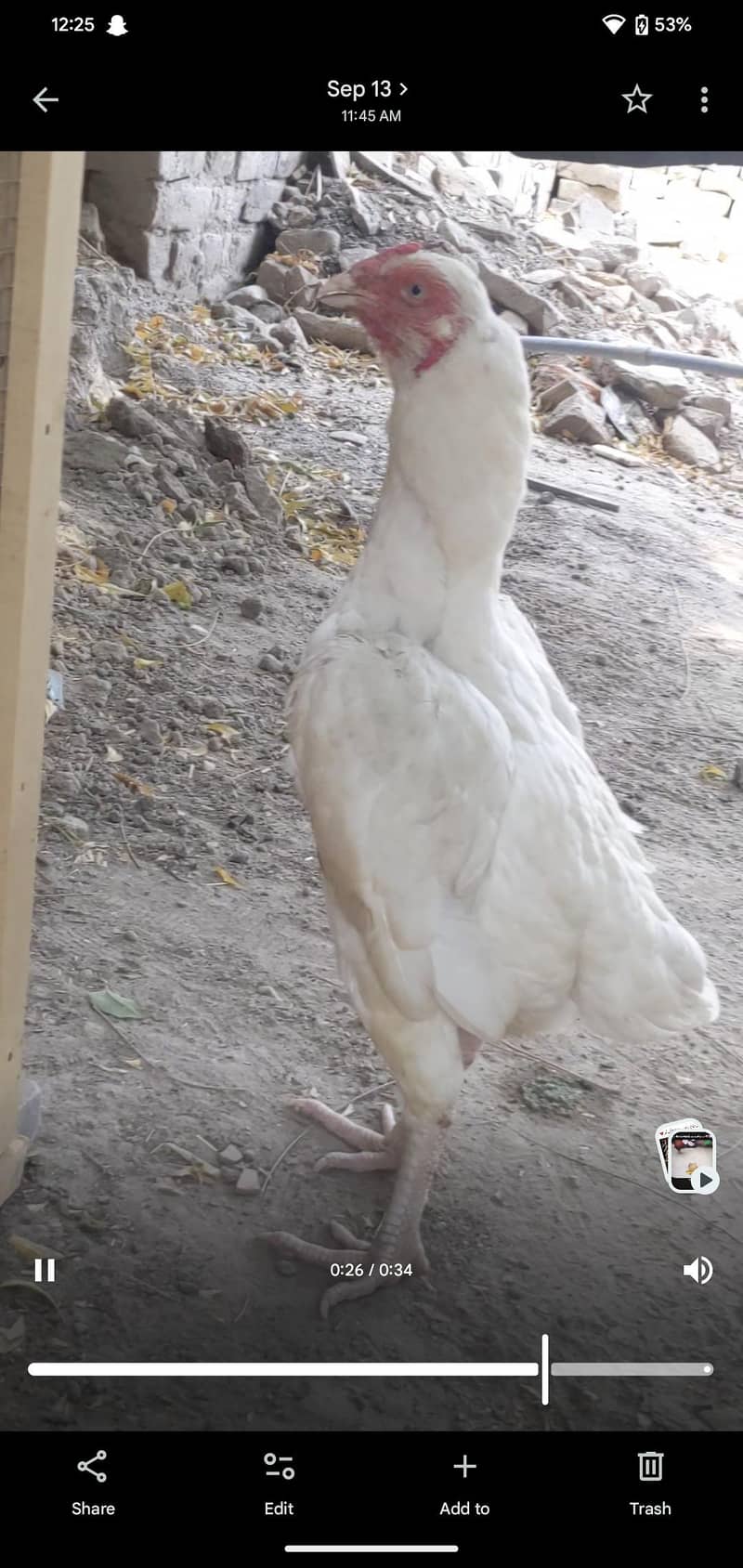 White hen 1
