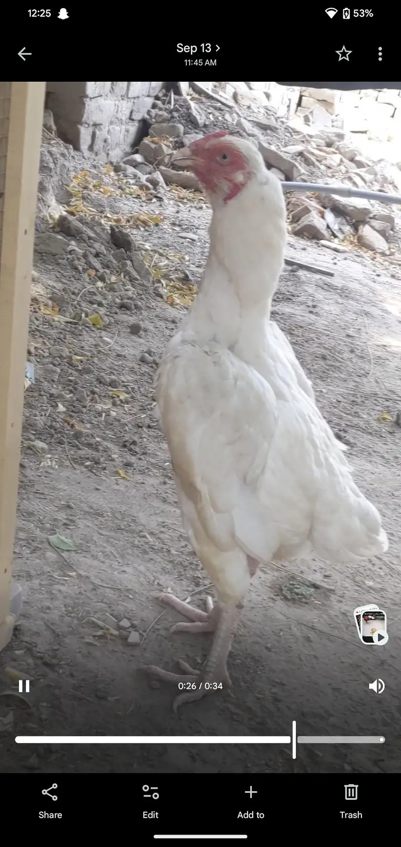 White hen — photo 2