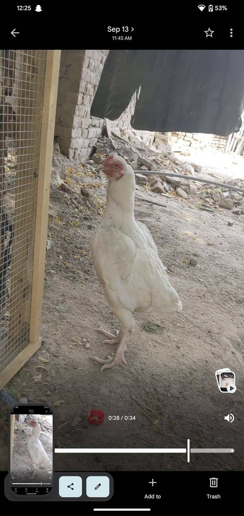 White hen 2