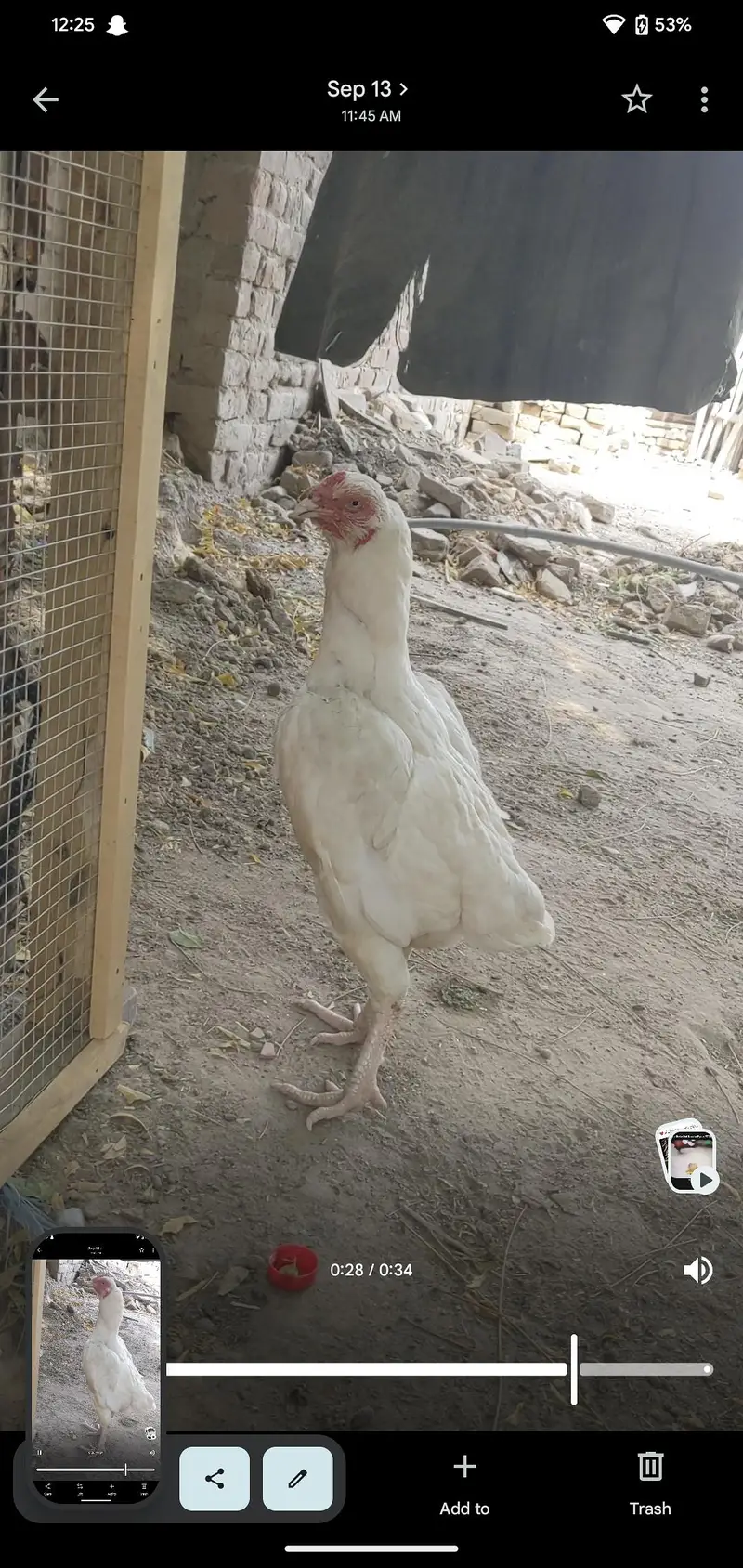 White hen — photo 3