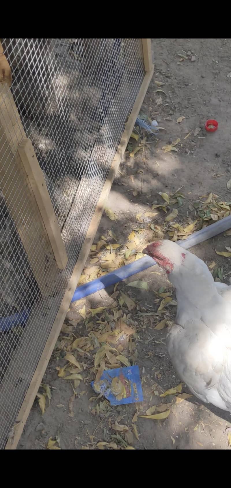 White hen 3
