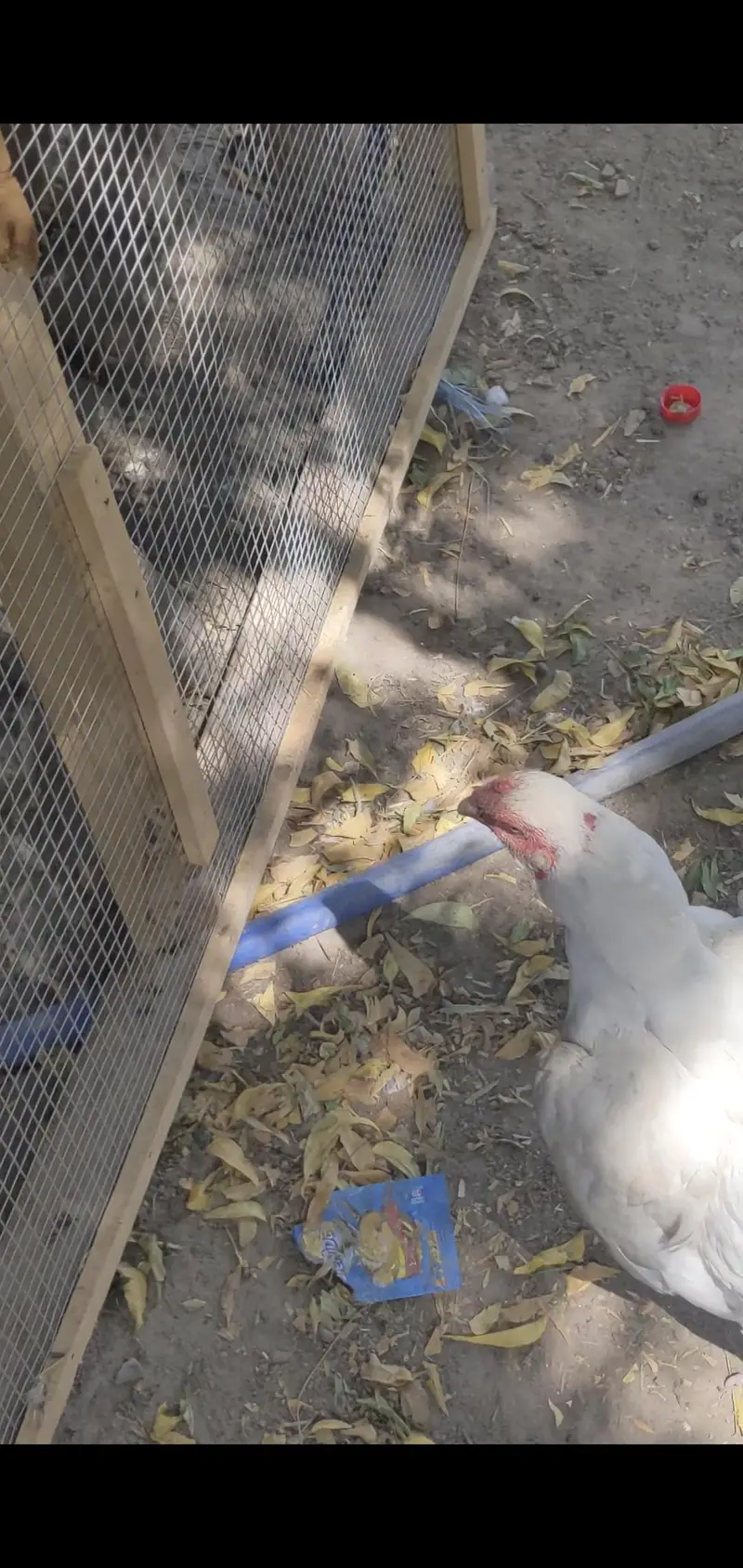 White hen — photo 4