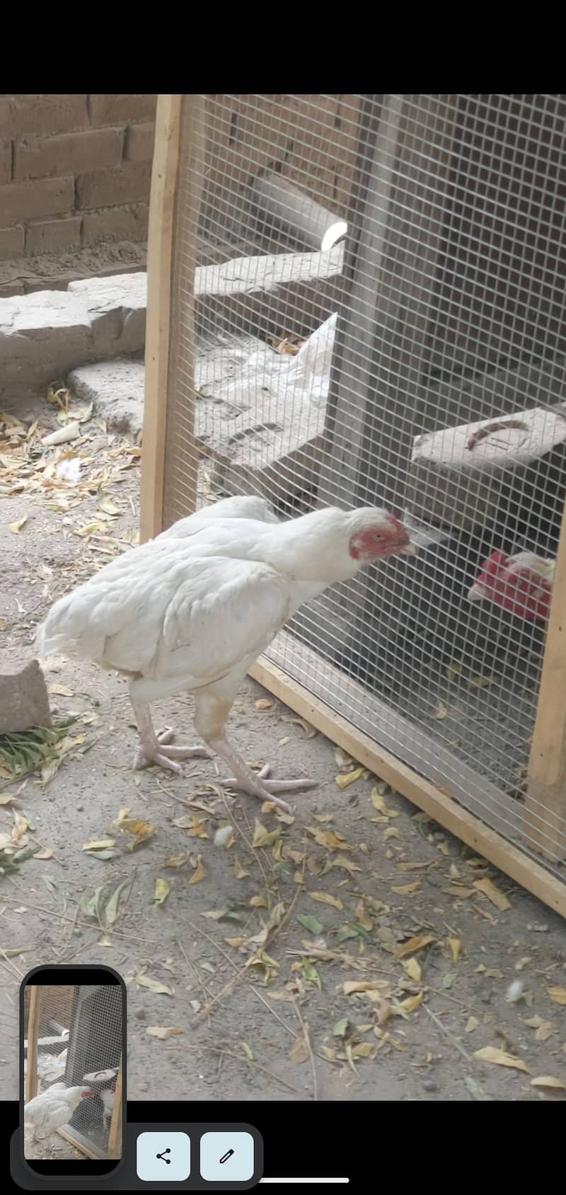 White hen 4