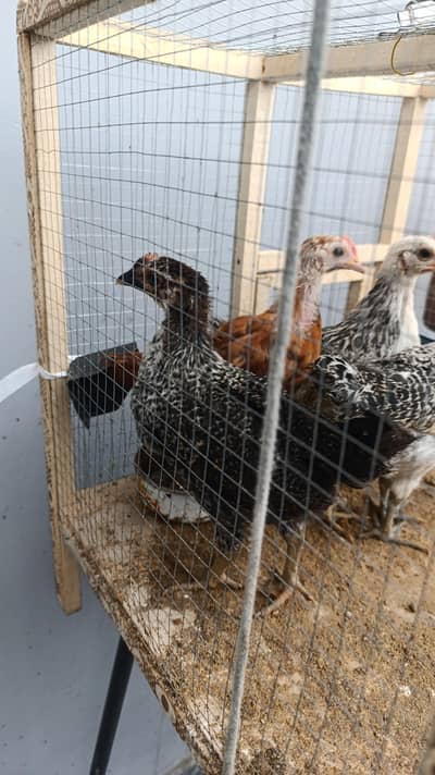 4 chicks 1 month old with cage