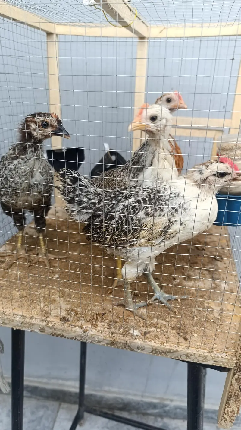 4 chicks 1 month old with cage — photo 2