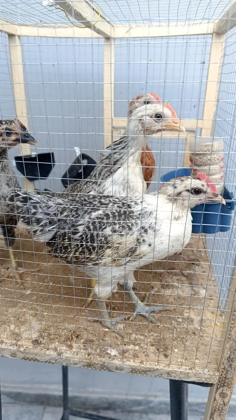 4 chicks 1 month old with cage — photo 3
