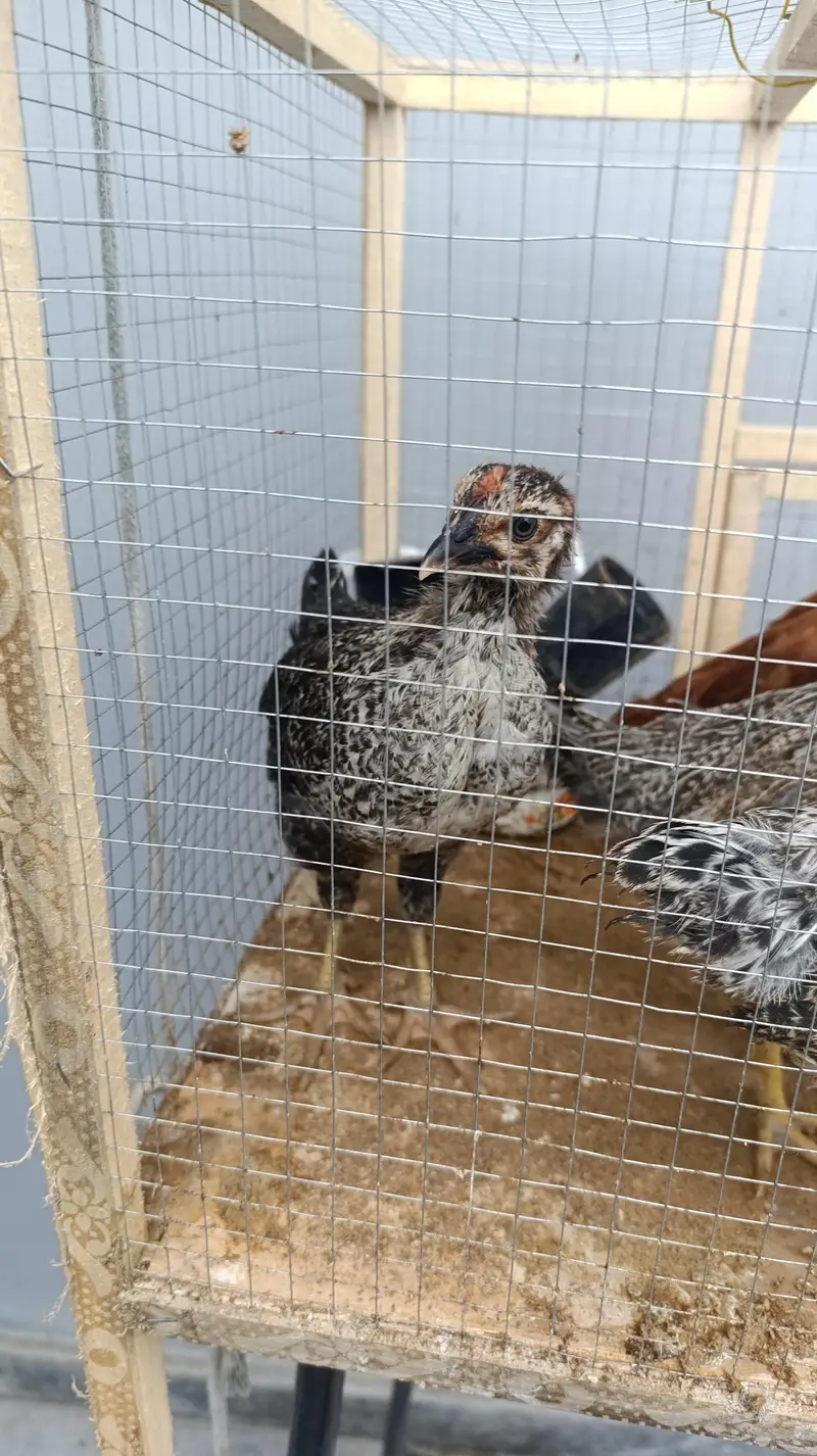 4 chicks 1 month old with cage — photo 4