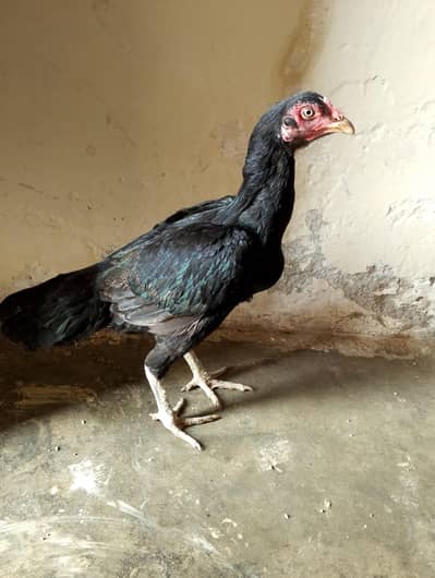 aseel Pakistanii cros hen beautiful