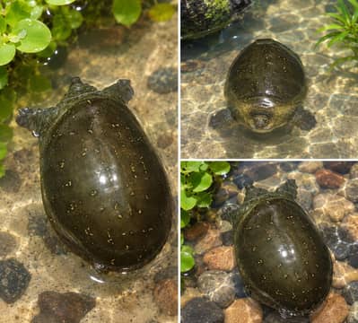 indian dotted tortoise 