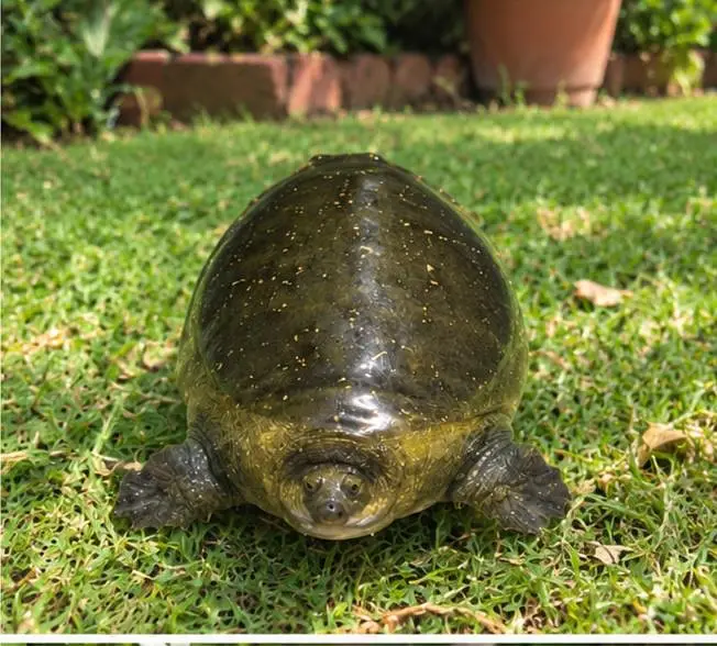 indian dotted tortoise  — photo 2