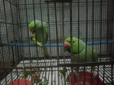 2 male talking parrots available with cage